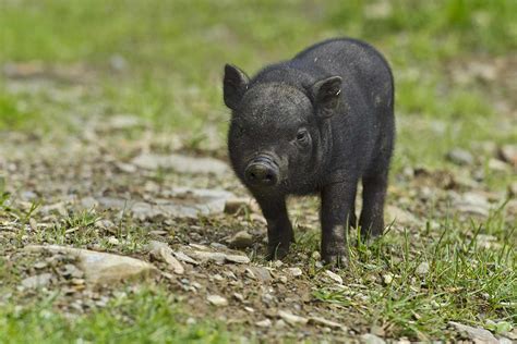 Can Potbelly Pigs Be Listed As Farm Animals In Michigan